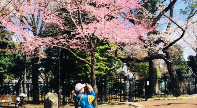 Cherry Blossom Viewing at Asukayama Park